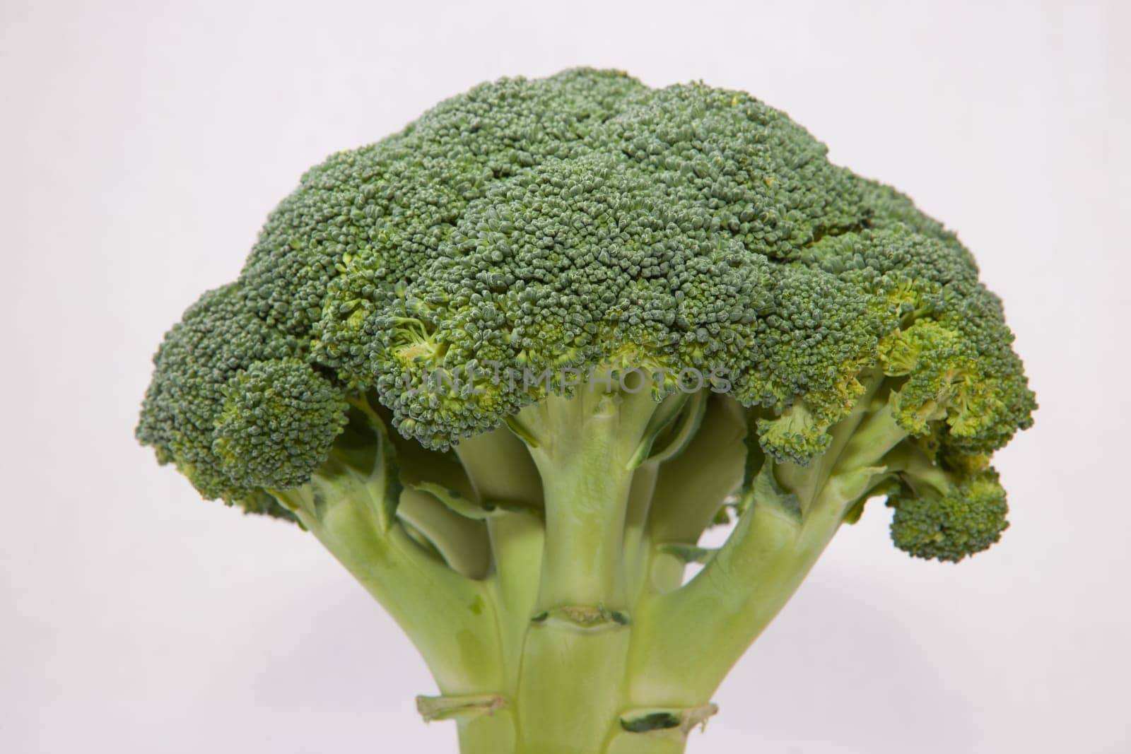Whole broccoli plant set as a tree. Isolated on white background