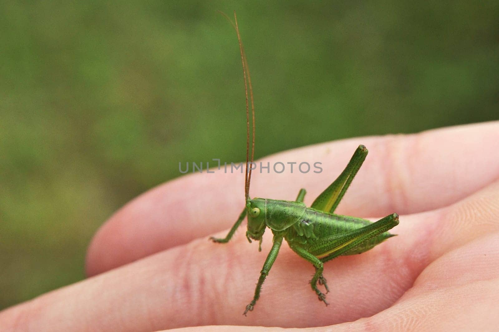 Grasshopper