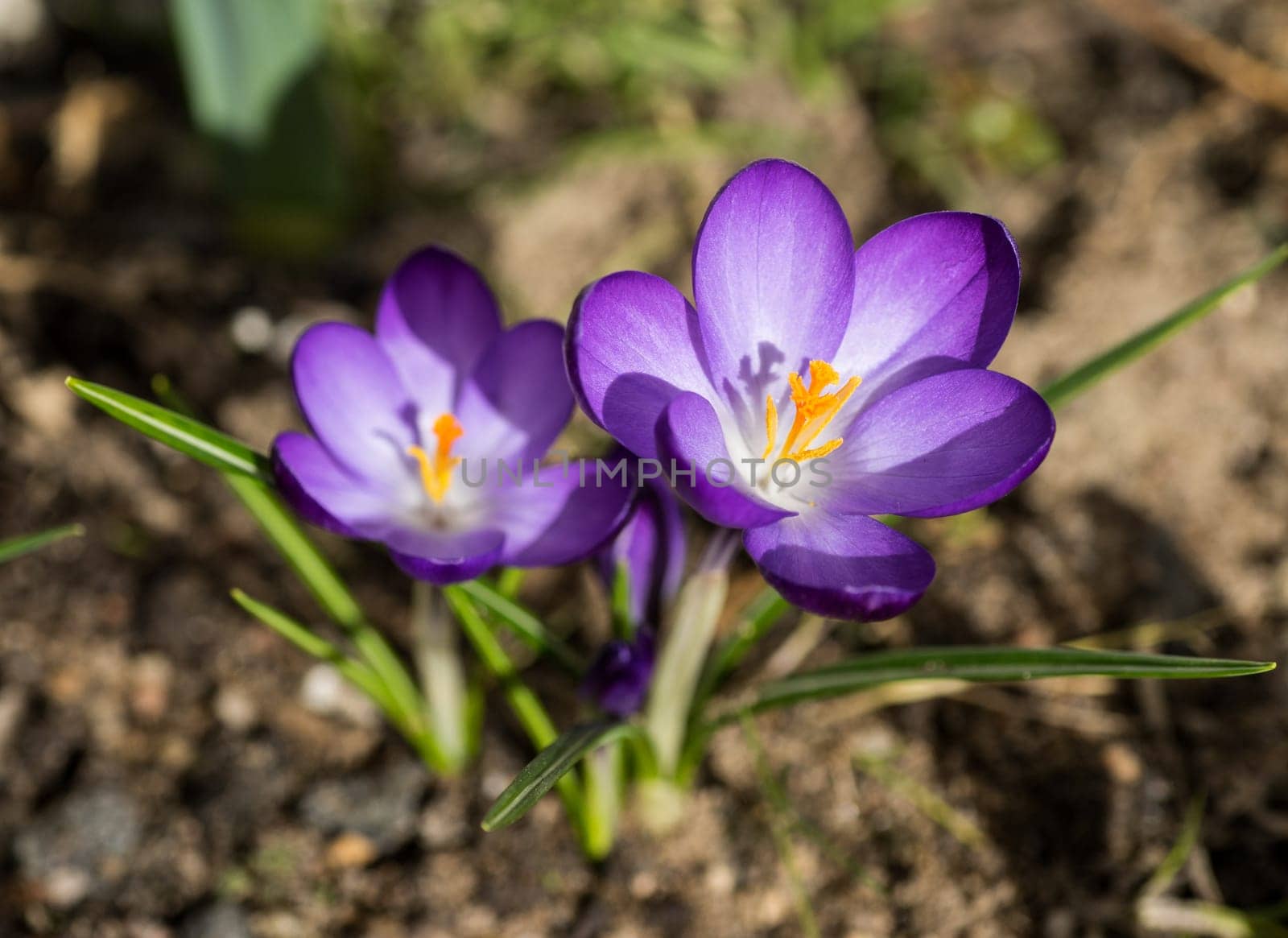 spring has come, anemones and crocuses in full bloom with bright lilac color
