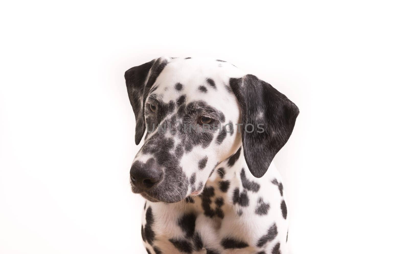 Headshot of a young Dalmatian dog isolated on white background
