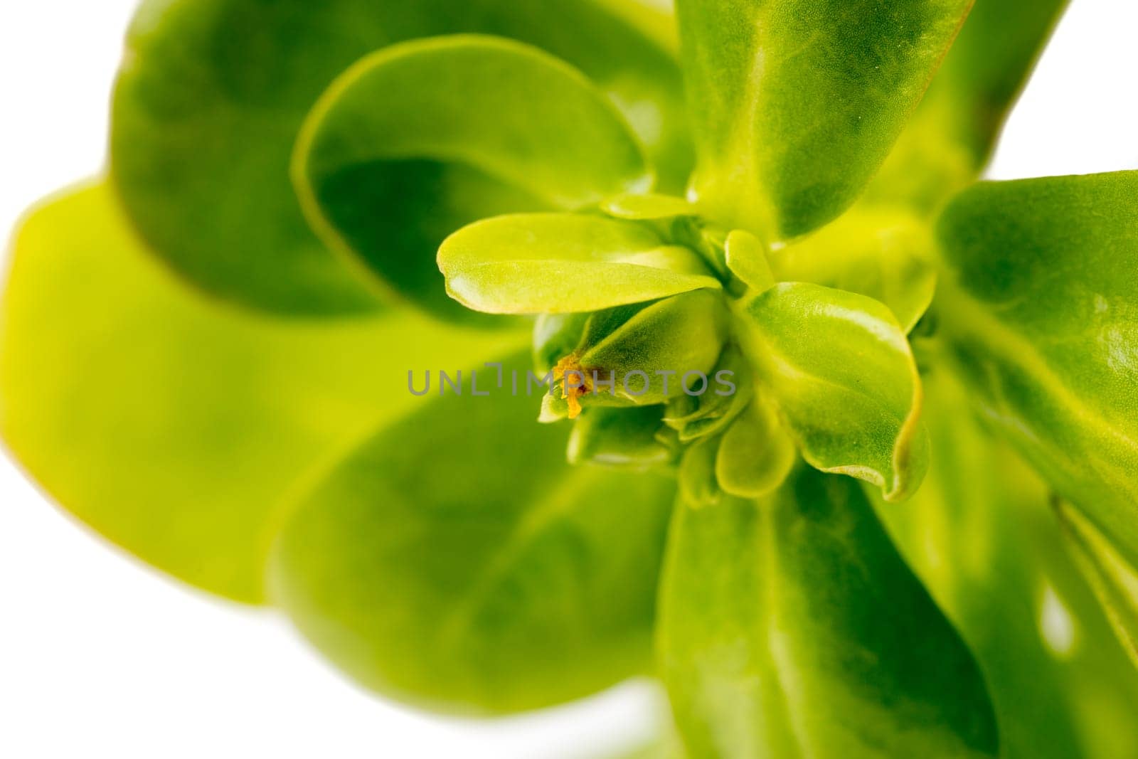 Organic healthy Green Purslane isolated on white background
