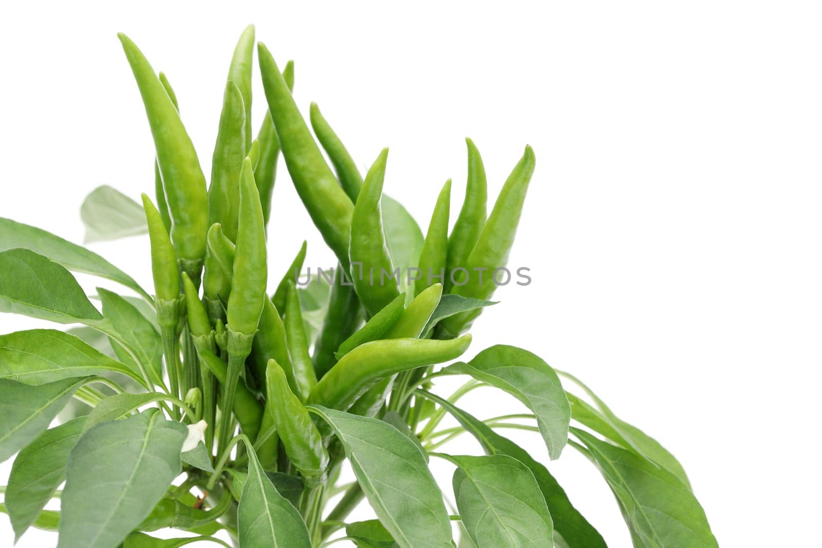 green chili pepper plants isolated on white background