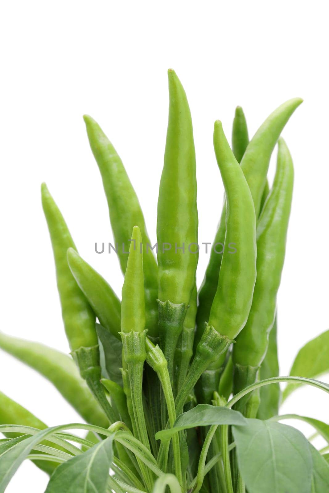green chili pepper plants isolated on white background