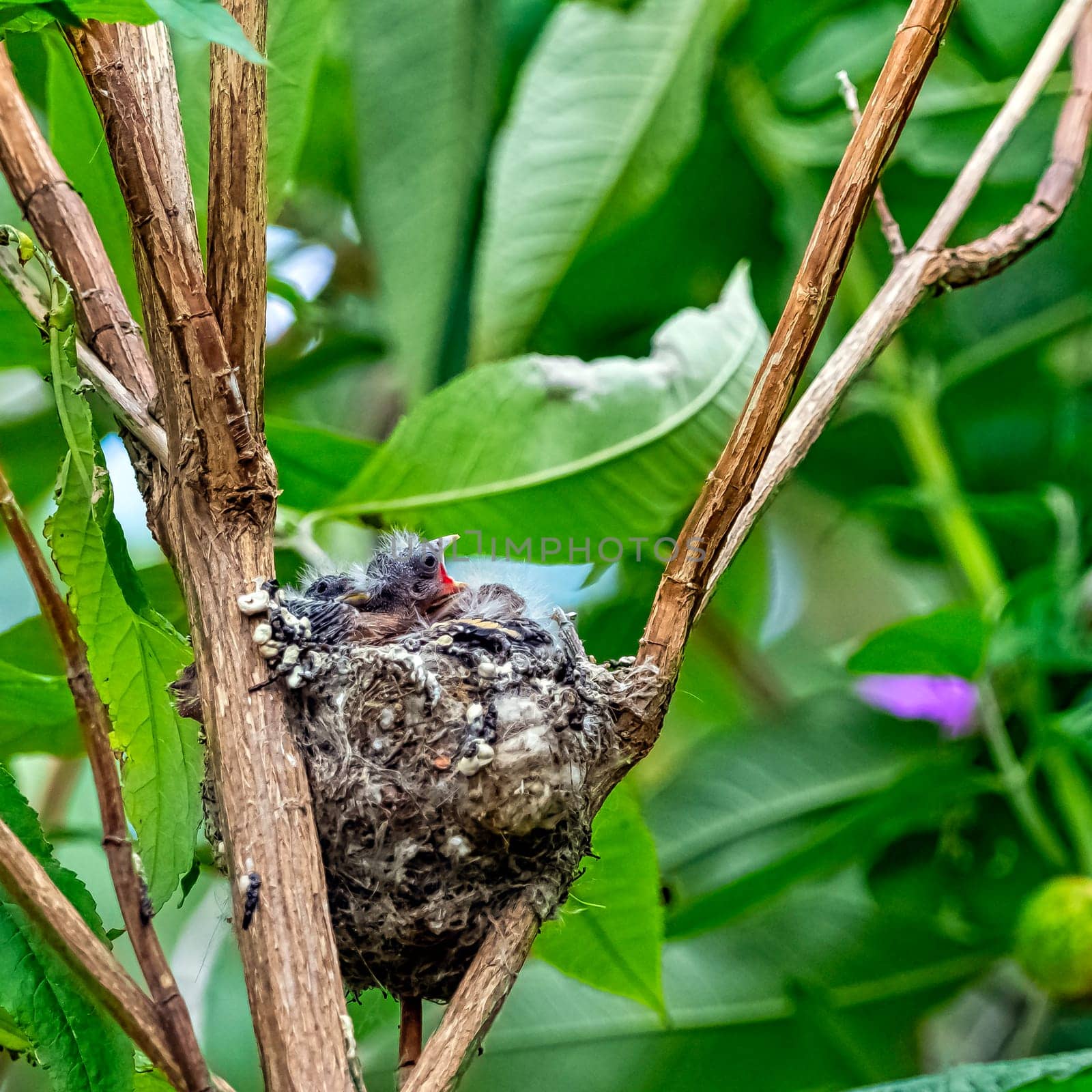 European goldfinch (Carduelis carduelis) nest with chicks - London, United Kingdom