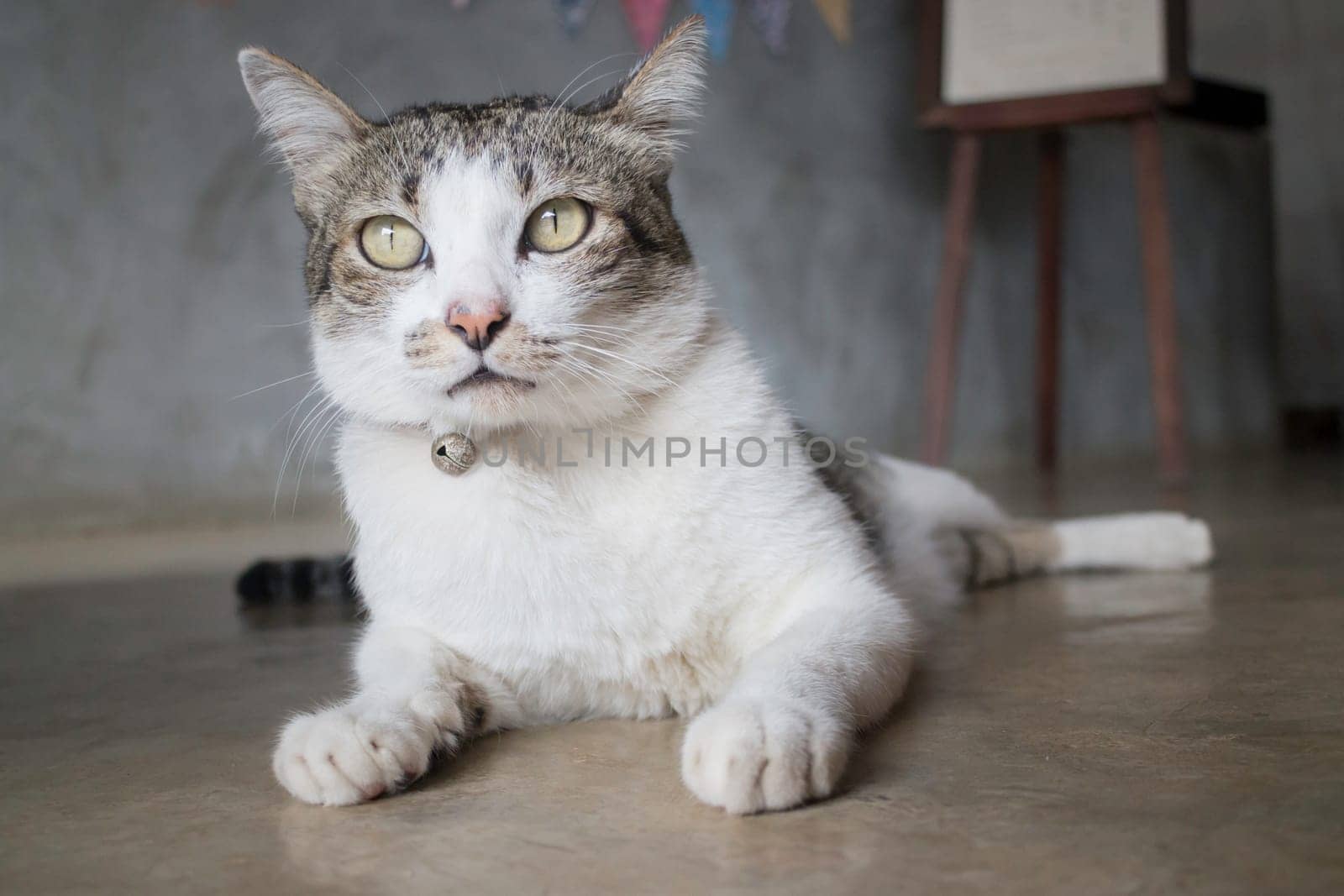 Lazy cat chilled on the floor, stock photo