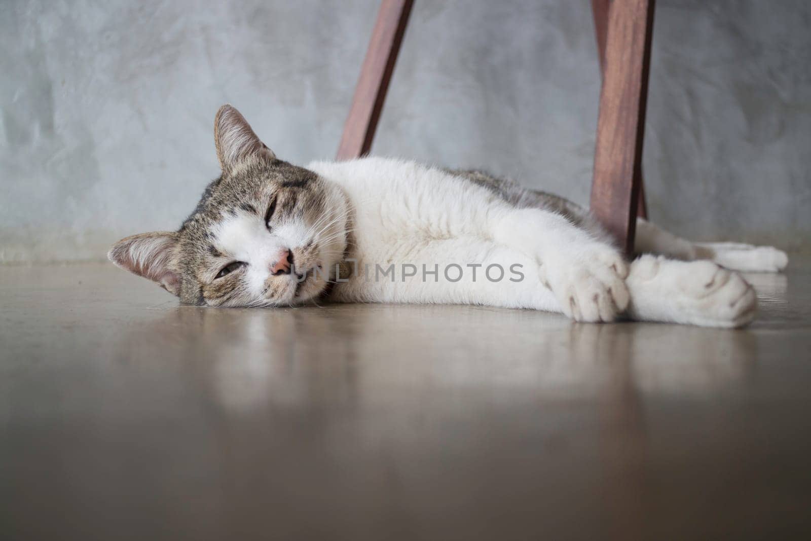Cat sleeping on the floor, stock photo
