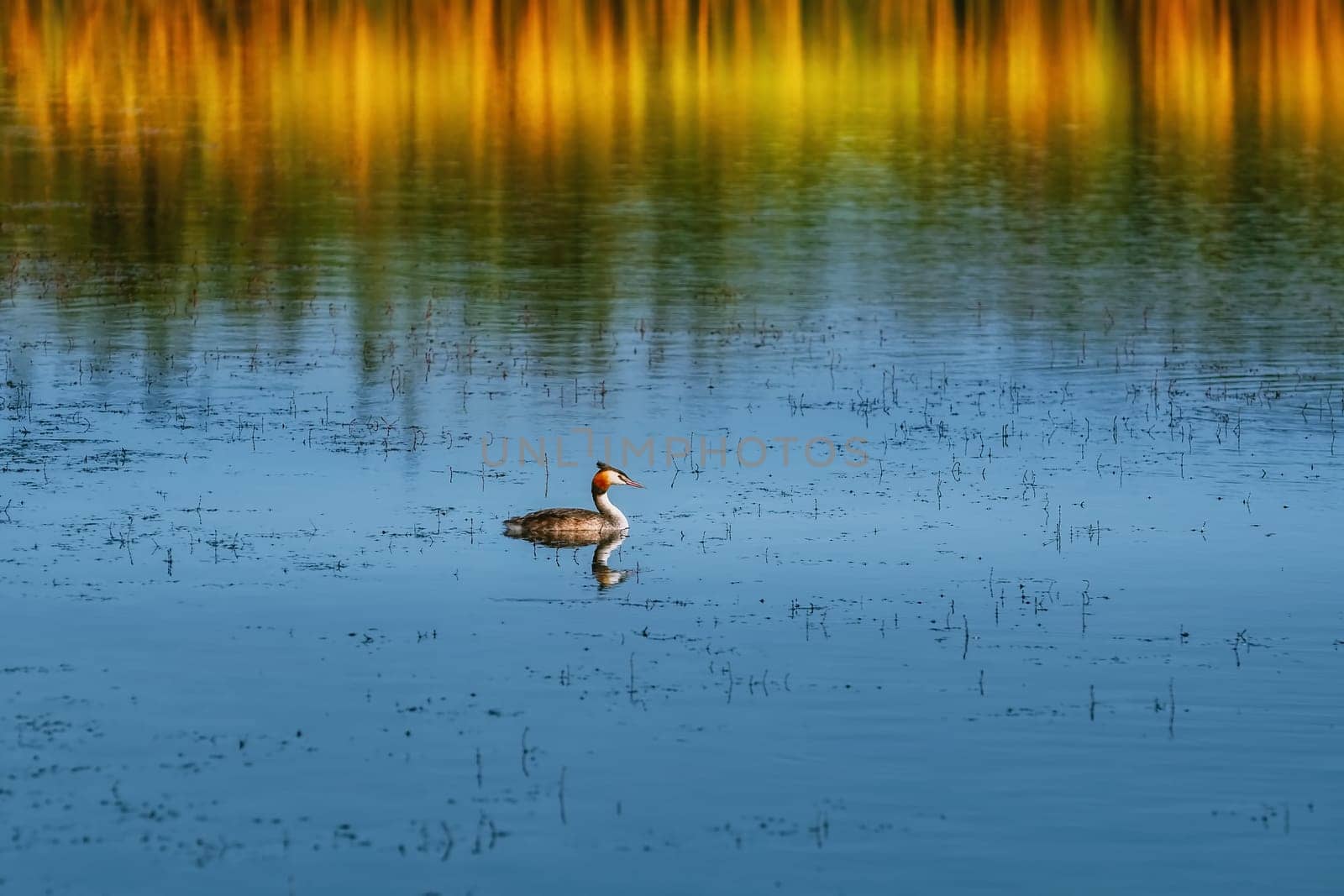 Great Crested Grebe (Podiceps cristatus) on the Pond