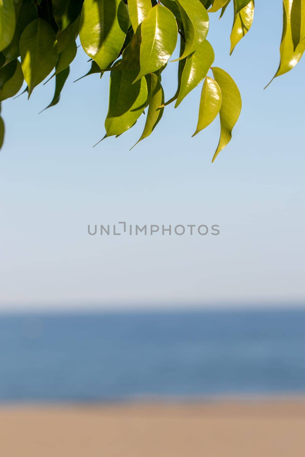 Beach summer background. Image with focus on nice leaves of orange tree against blurred sandy beach at Costa del Sol, Spain. Template with large space for vacation advertising.