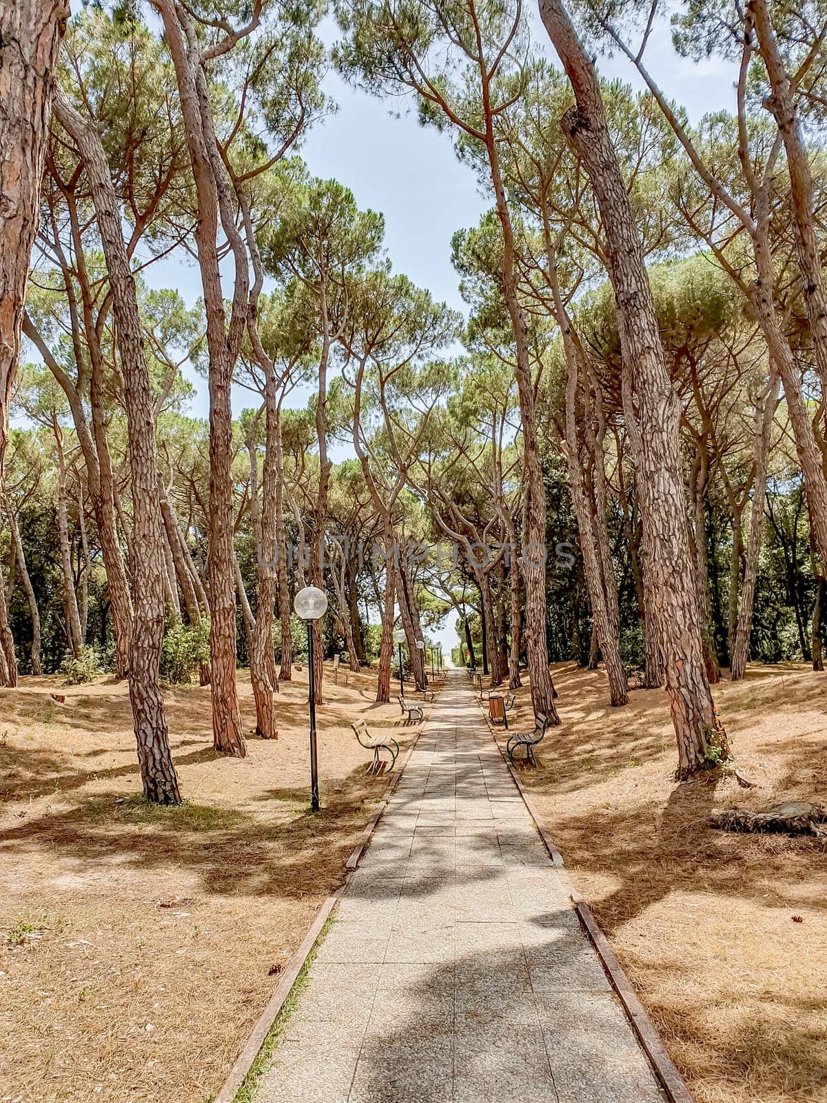 Summer coniferous park in Italy