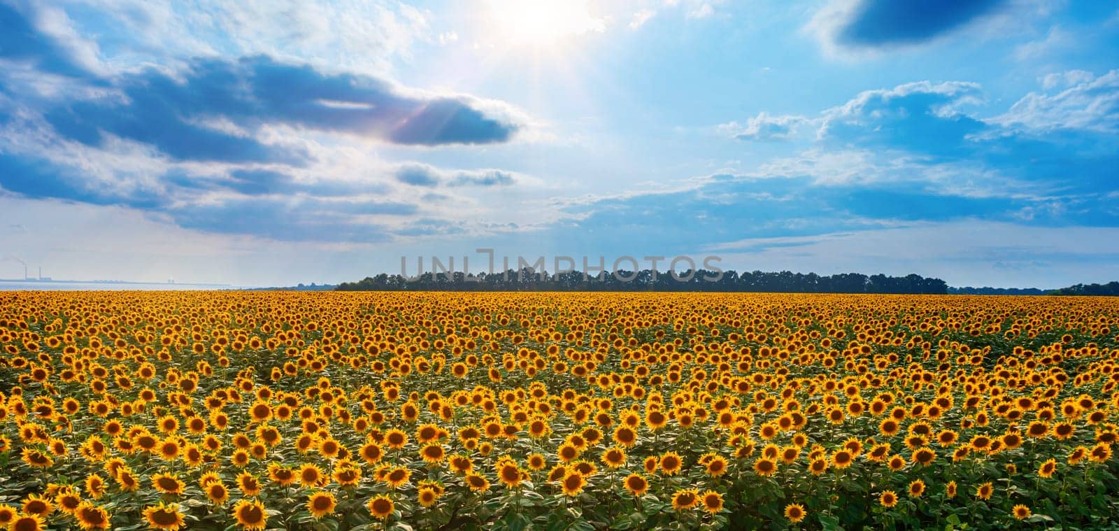 View of a very large field of sunflowers.