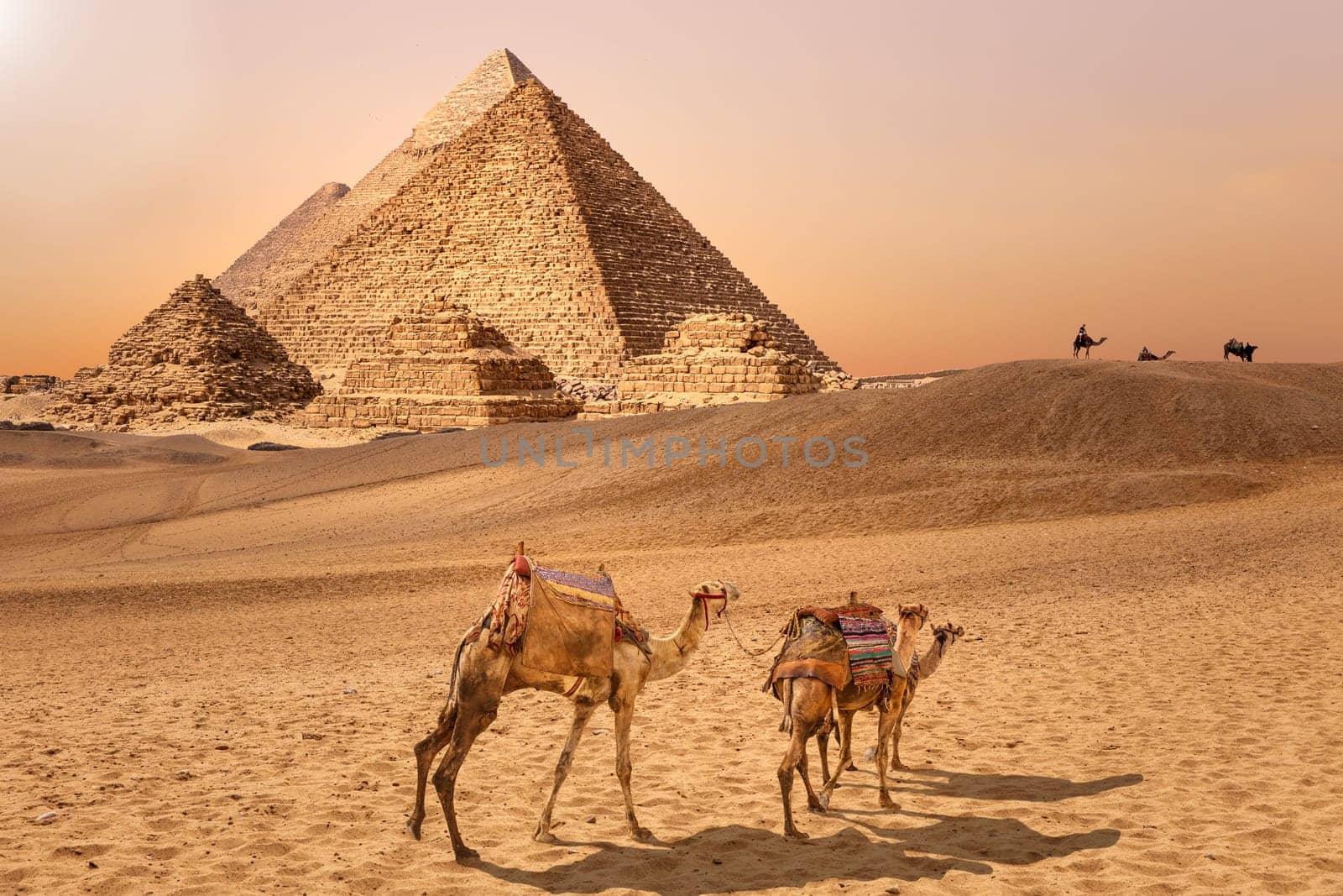 The Pyramids and camels in the Giza desert, Egypt.