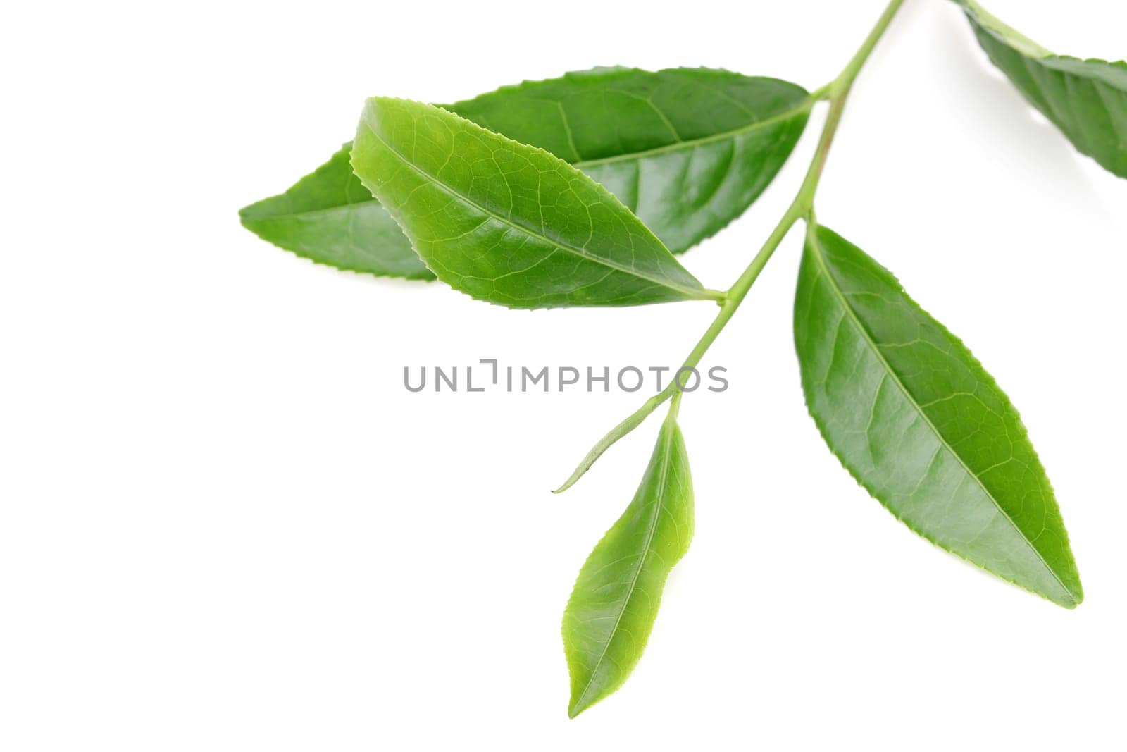 Japanese fresh green tea leaves isolated on white background