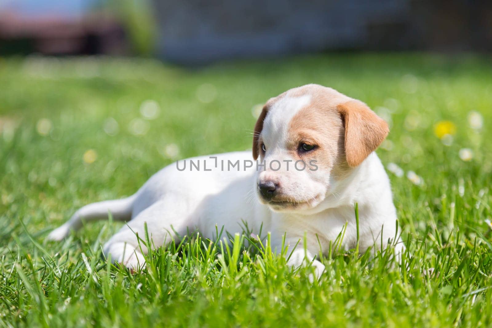 Cute small puppy dog lying in the grass.