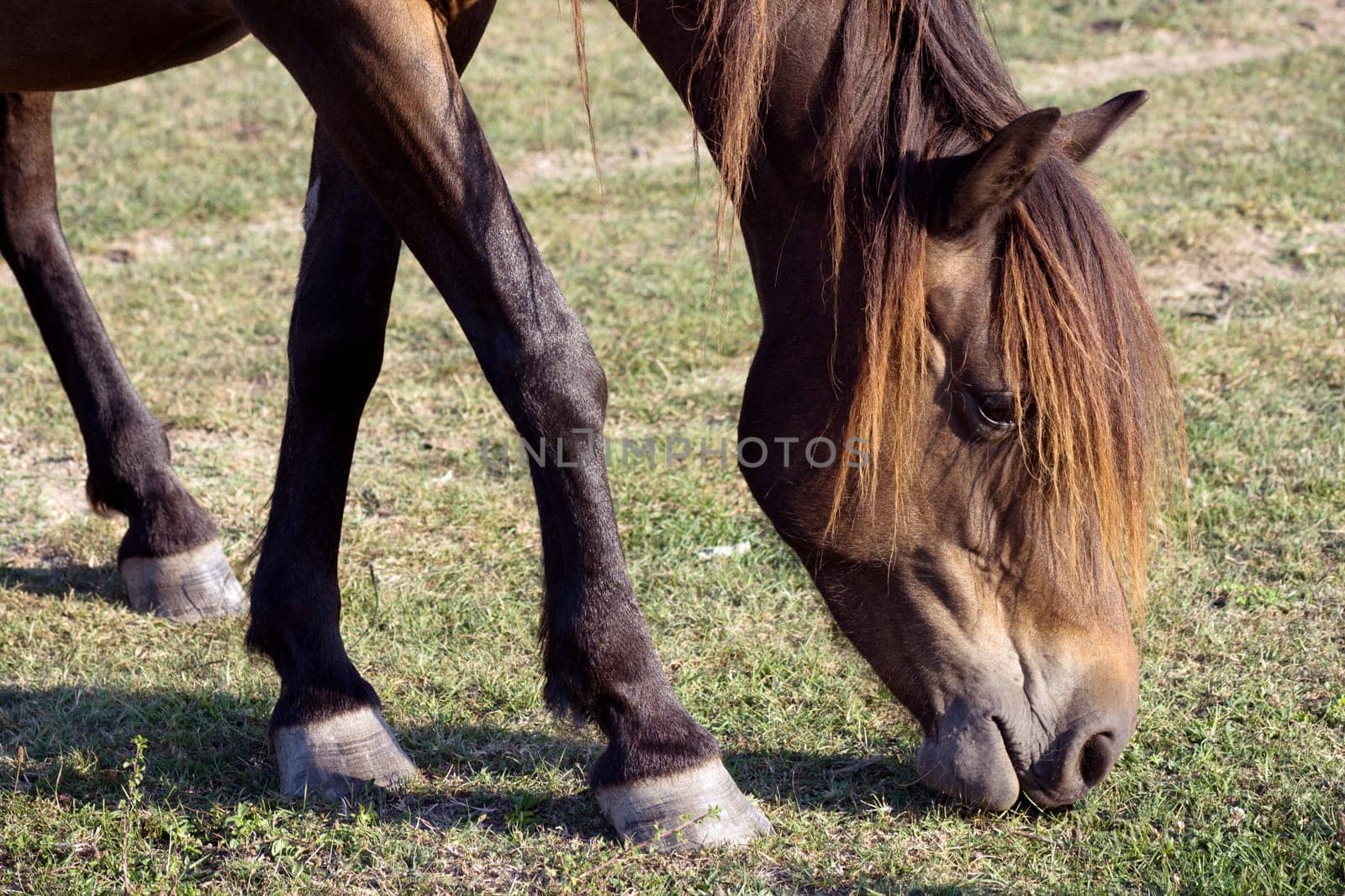 The brown horse is grazing grass on the pastureland.