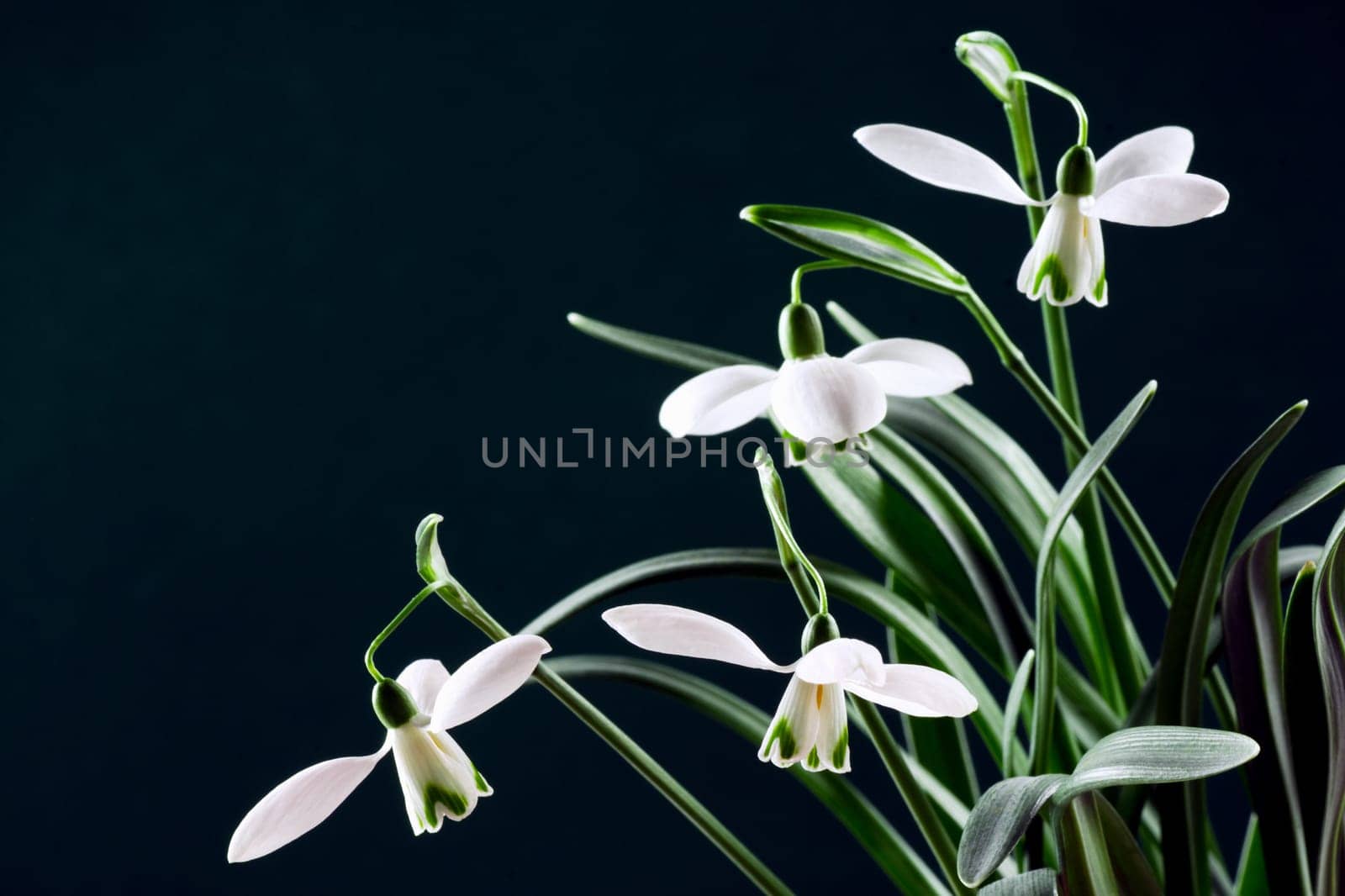 Beautiful snowdrop flower is on dark background.