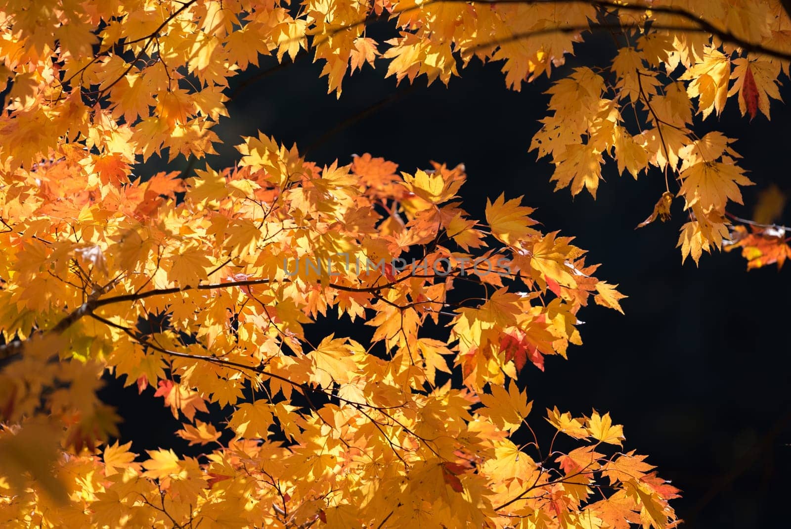 Red leave of maple tree for autumn fall background