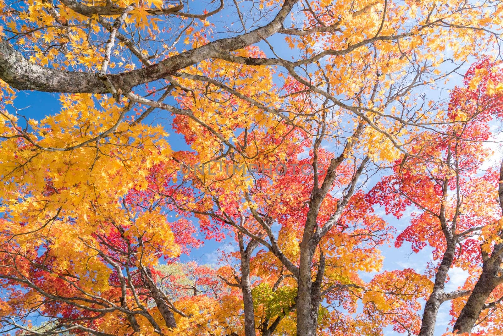 Red leave of maple tree for autumn fall background