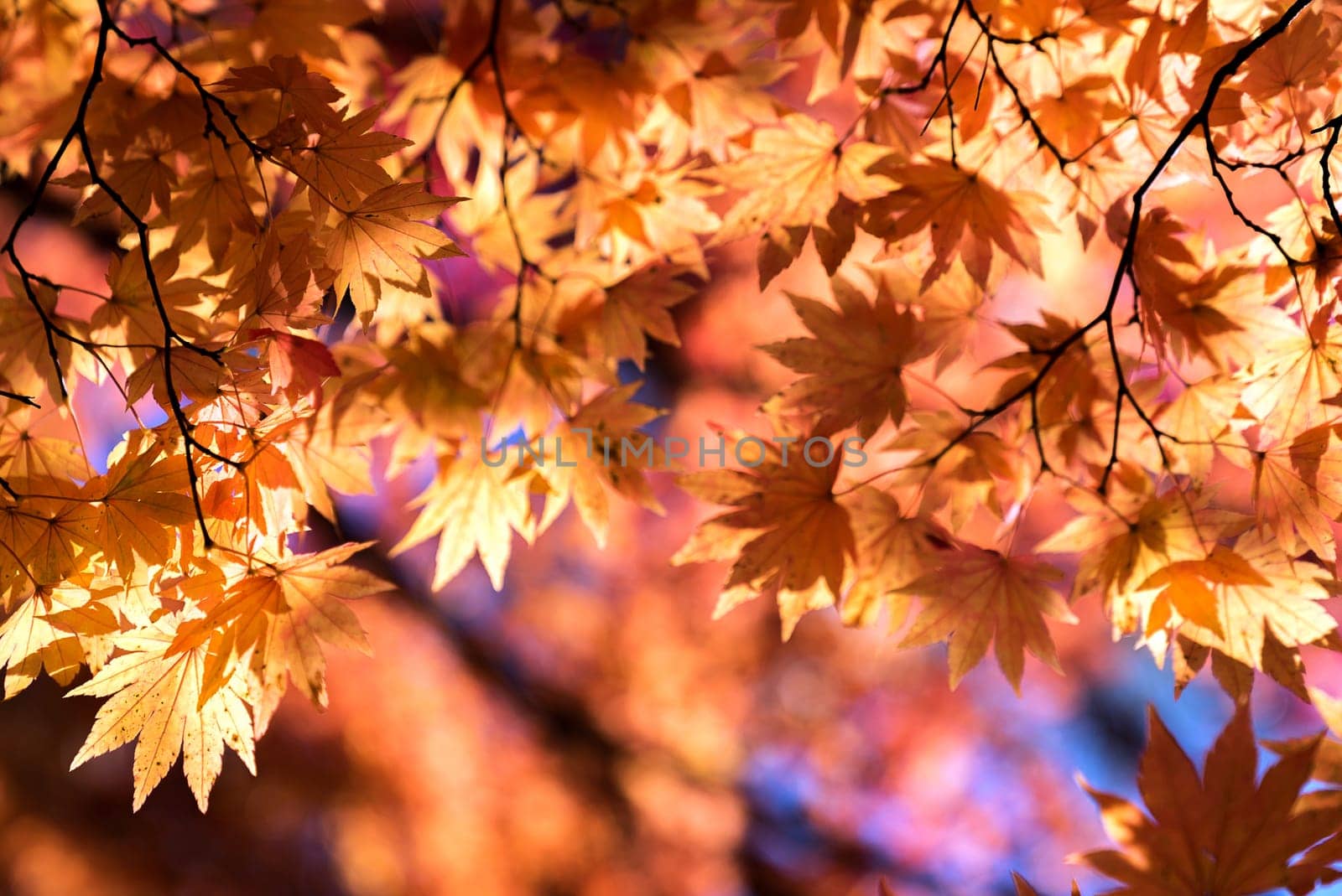 Red leave of maple tree for autumn fall background