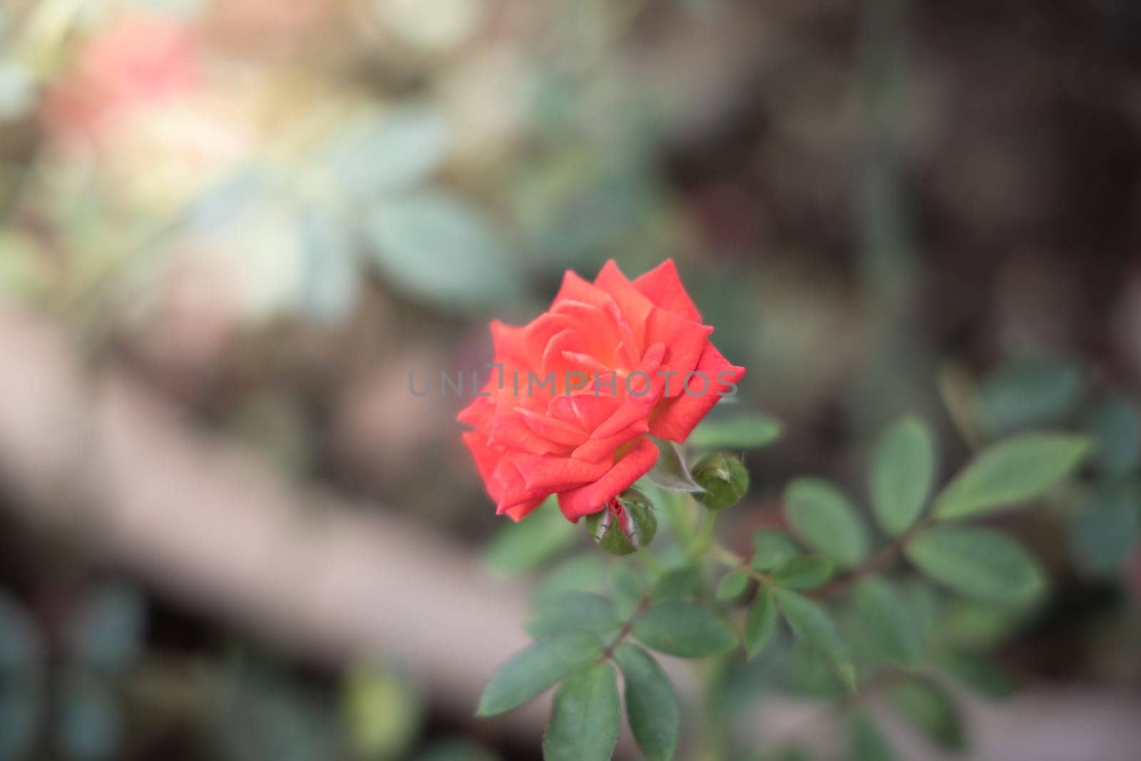 Roses in the garden, Roses are beautiful with a beautiful sunny day.