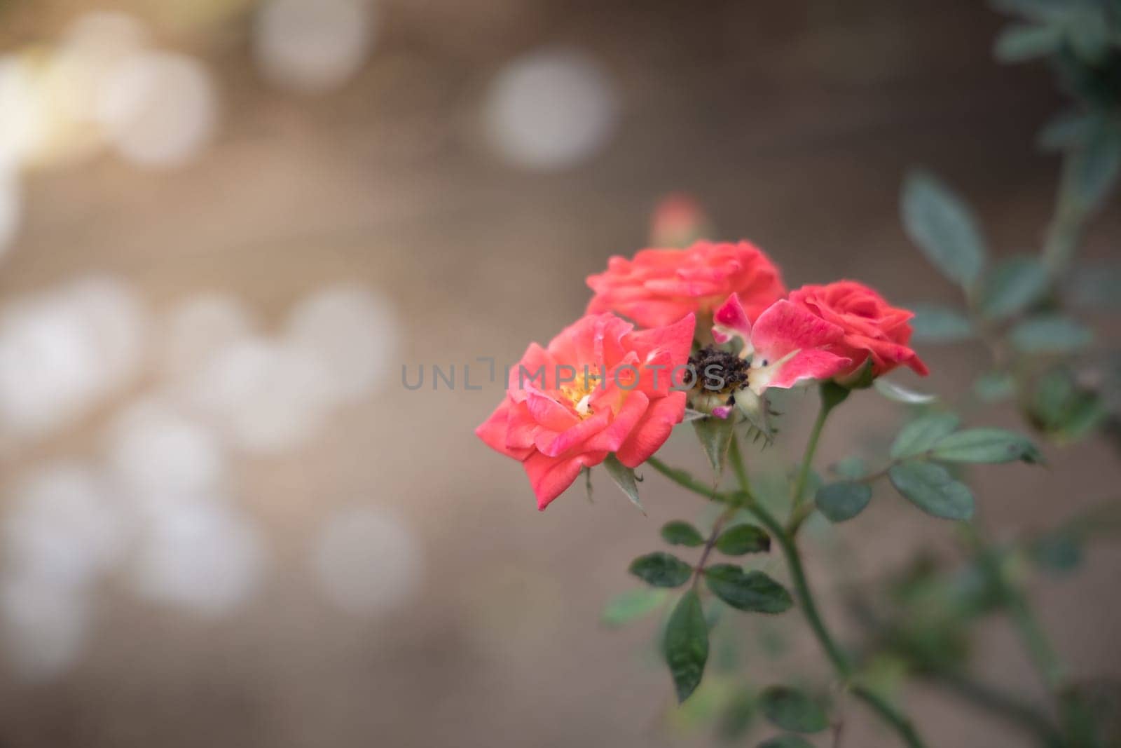 Roses in the garden, Roses are beautiful with a beautiful sunny day.