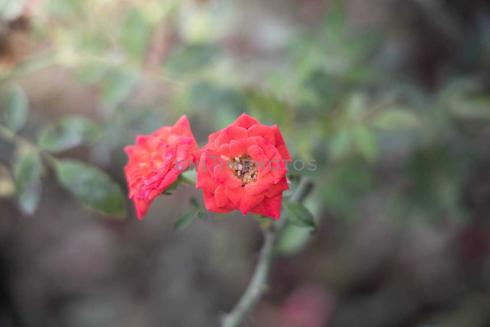 Roses in the garden, Roses are beautiful with a beautiful sunny day.