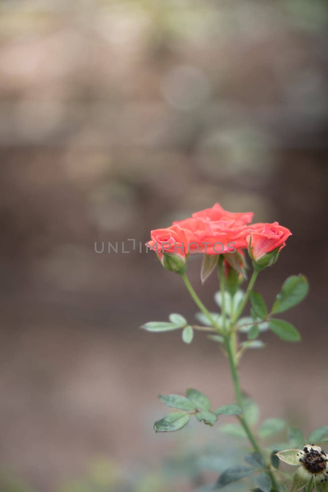 Roses in the garden, Roses are beautiful with a beautiful sunny day.