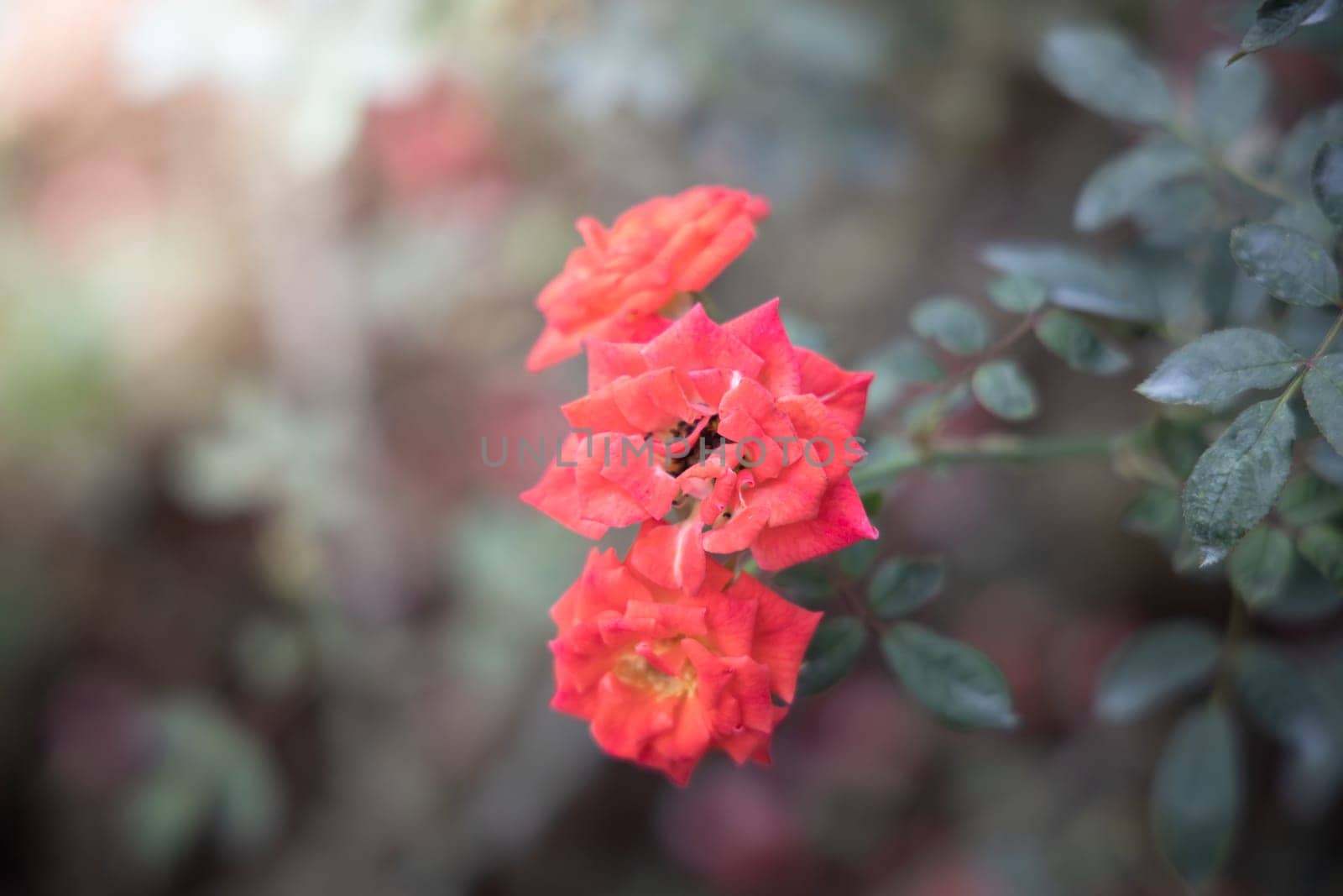 Roses in the garden, Roses are beautiful with a beautiful sunny day.