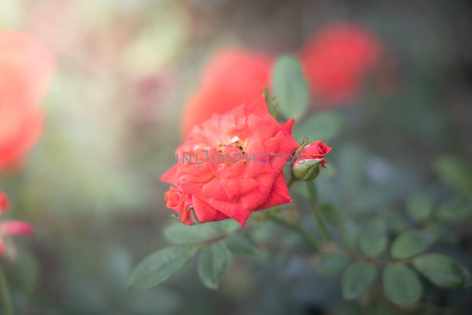Roses in the garden, Roses are beautiful with a beautiful sunny day.