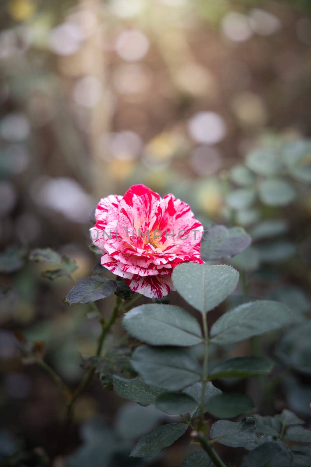 Roses in the garden, Roses are beautiful with a beautiful sunny day.