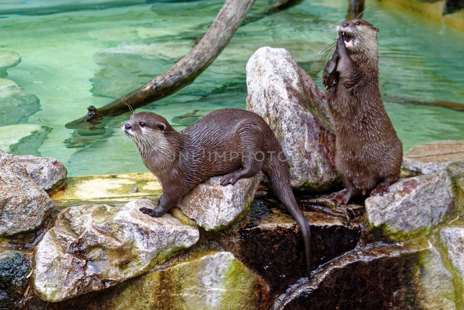 Dwarf otter