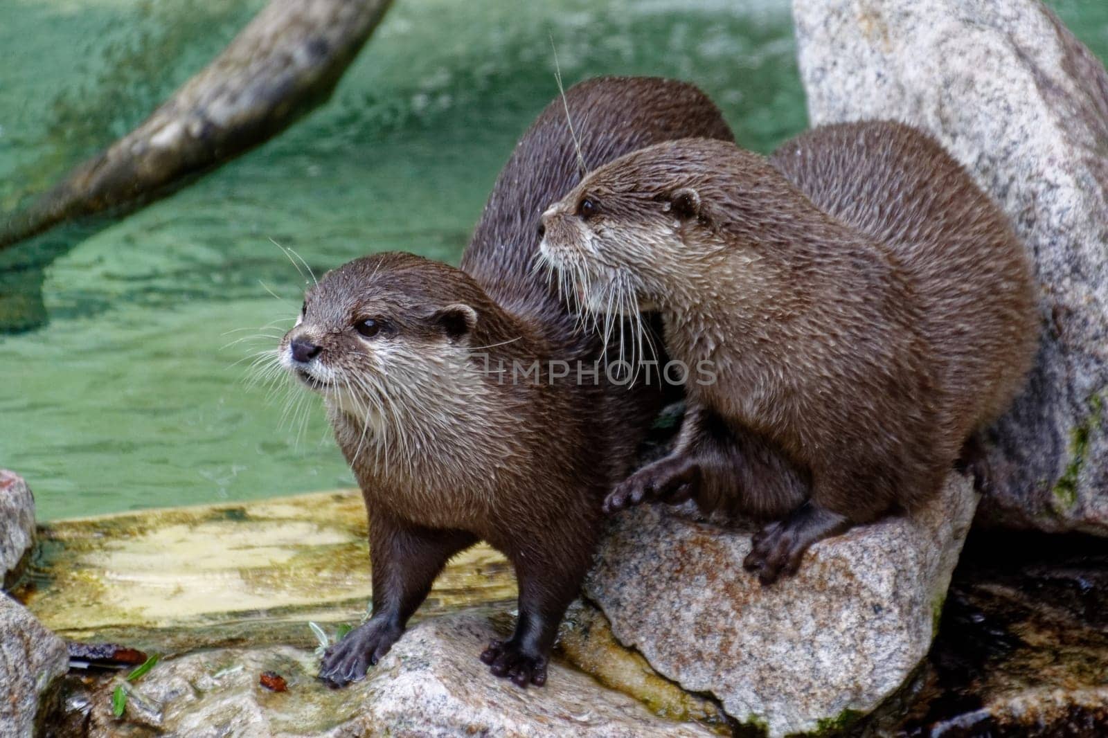Dwarf otter