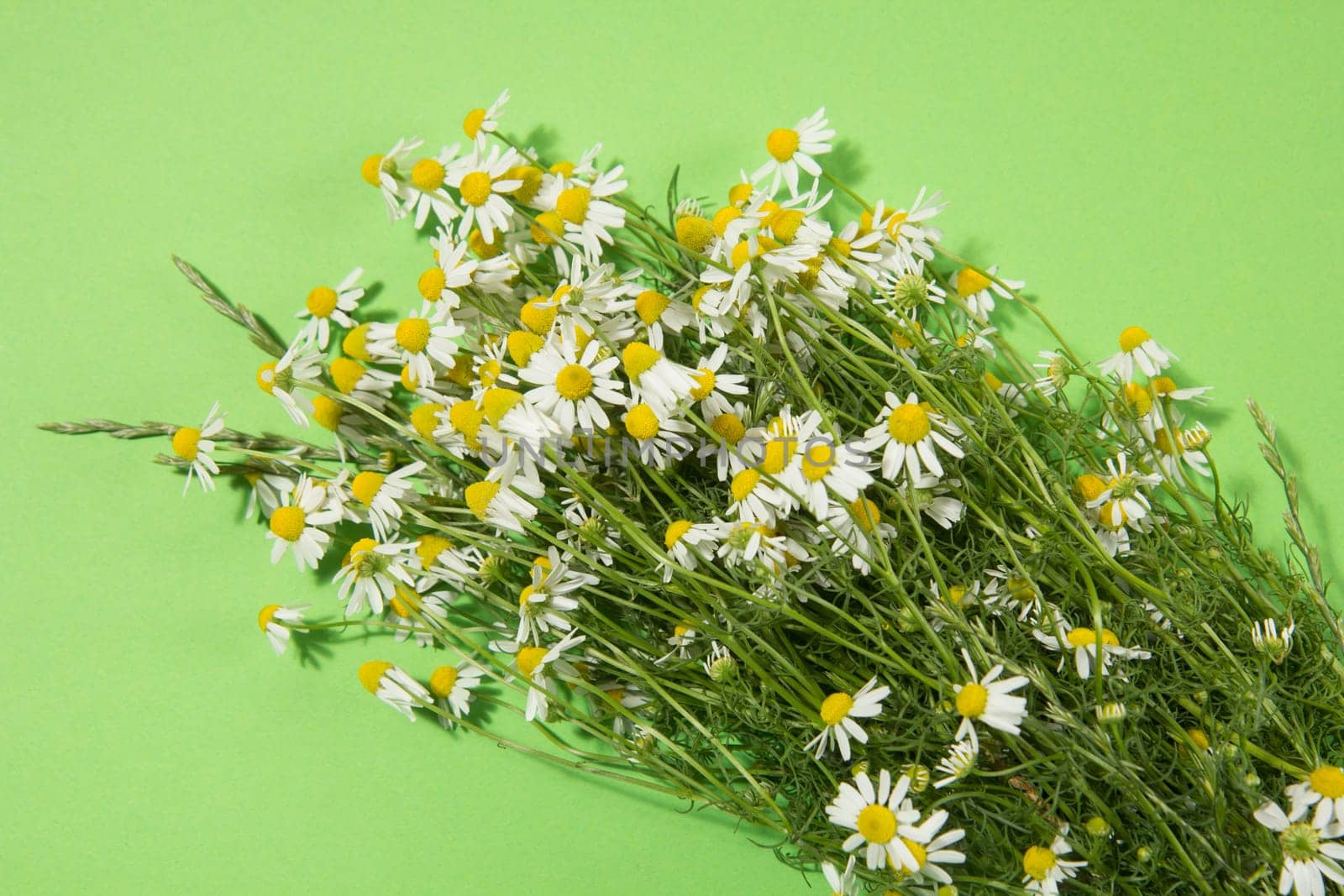 Bouquet of Freshly Picked Camomile Flowers On Green Background