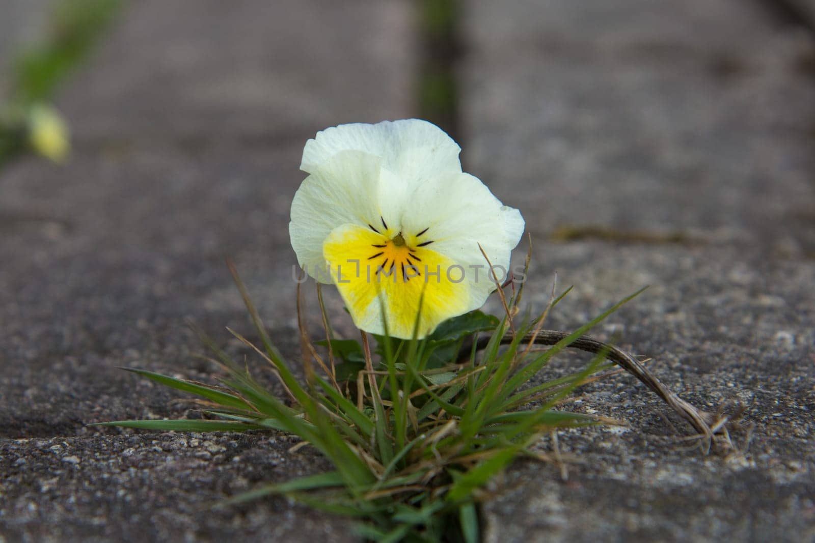 The small flower growing through a crack in the old brick pavement in spring