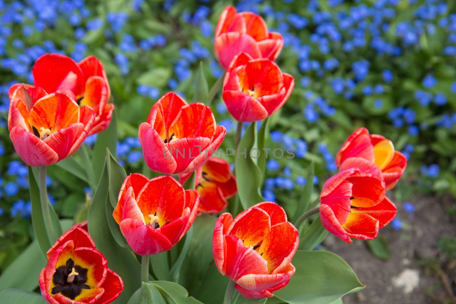 Showy spring blooming red tulips in flowerbed