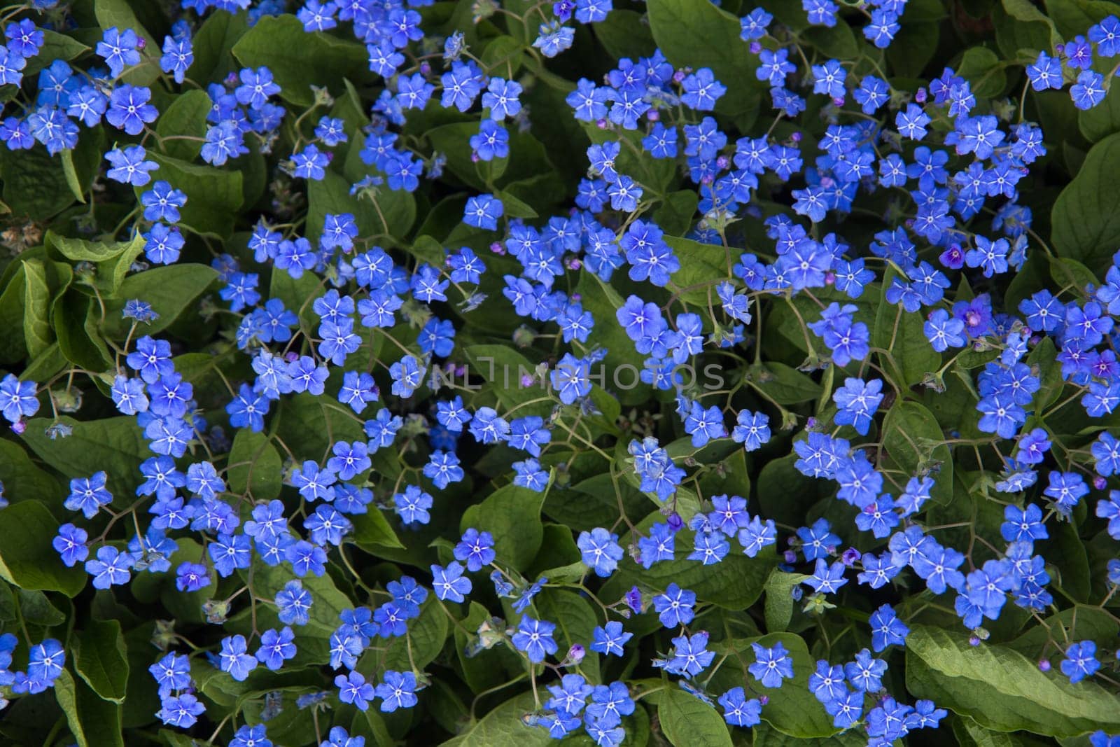 Background from small blue flowers in spring