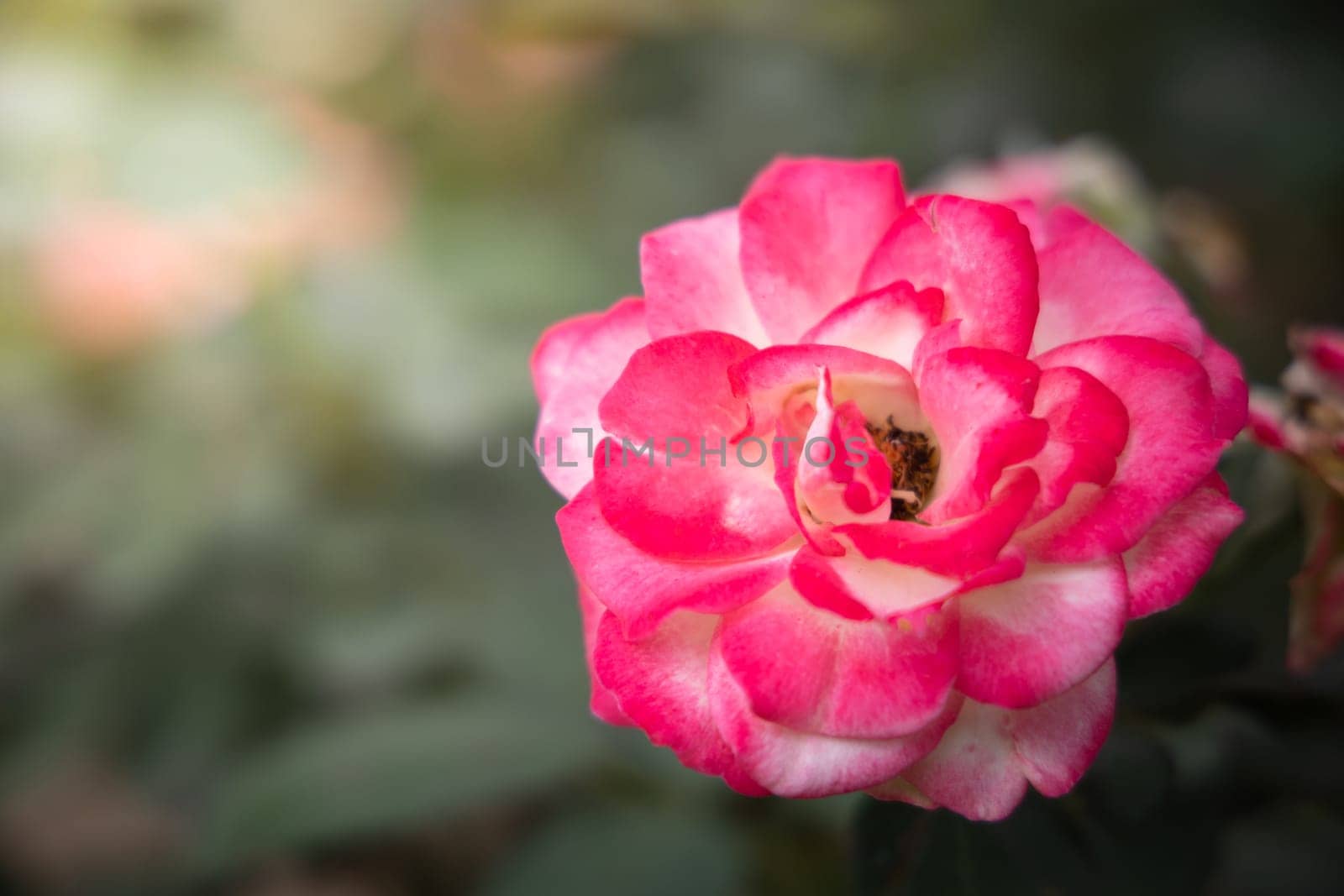 Roses in the garden, Roses are beautiful with a beautiful sunny day.