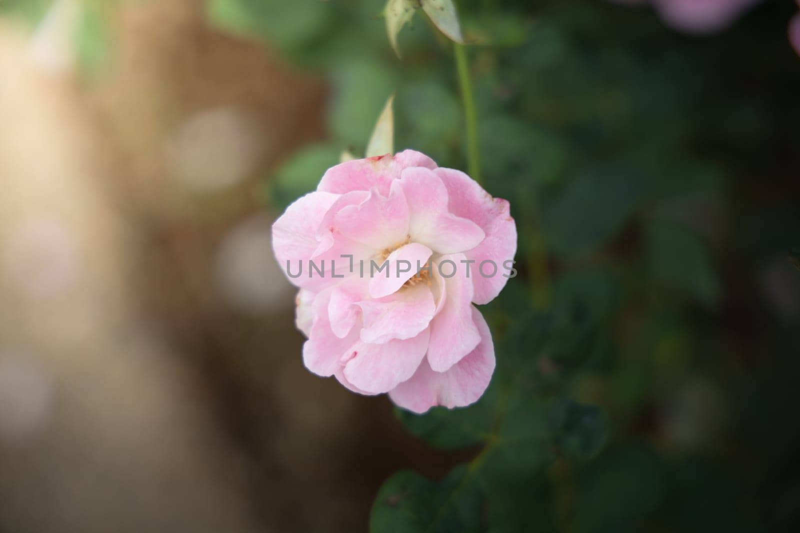 Roses in the garden, Roses are beautiful with a beautiful sunny day.