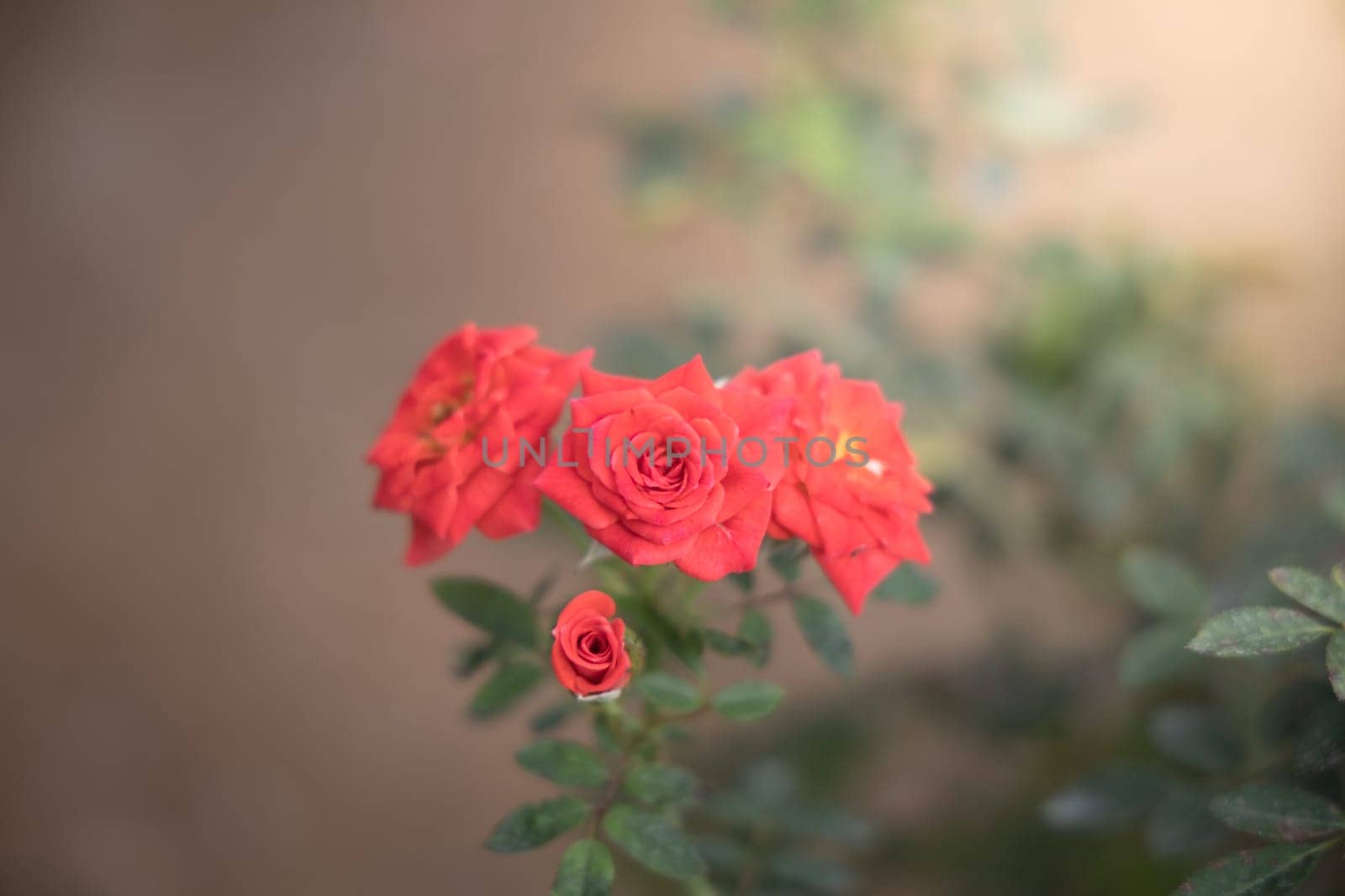 Roses in the garden, Roses are beautiful with a beautiful sunny day.