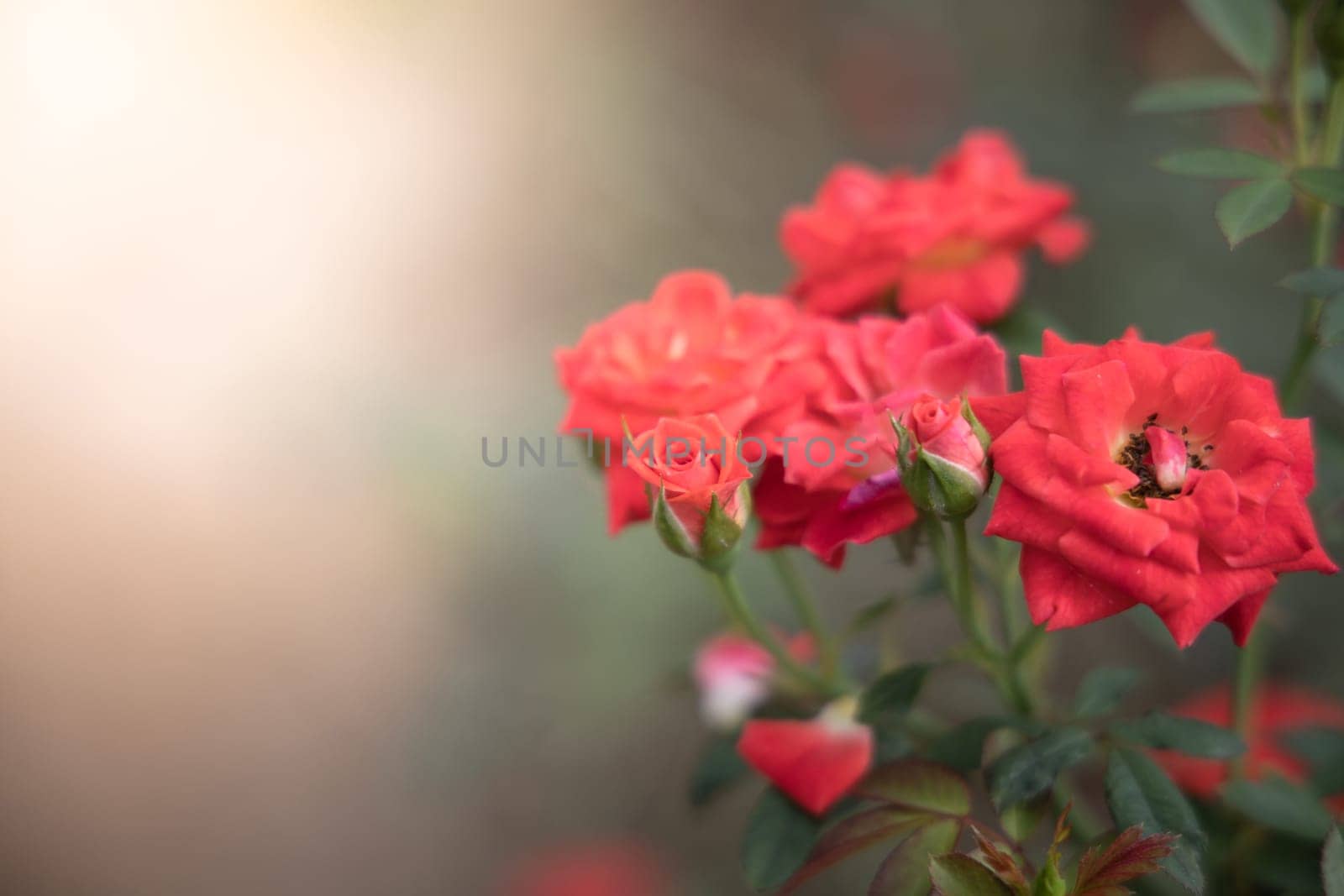 Roses in the garden, Roses are beautiful with a beautiful sunny day.