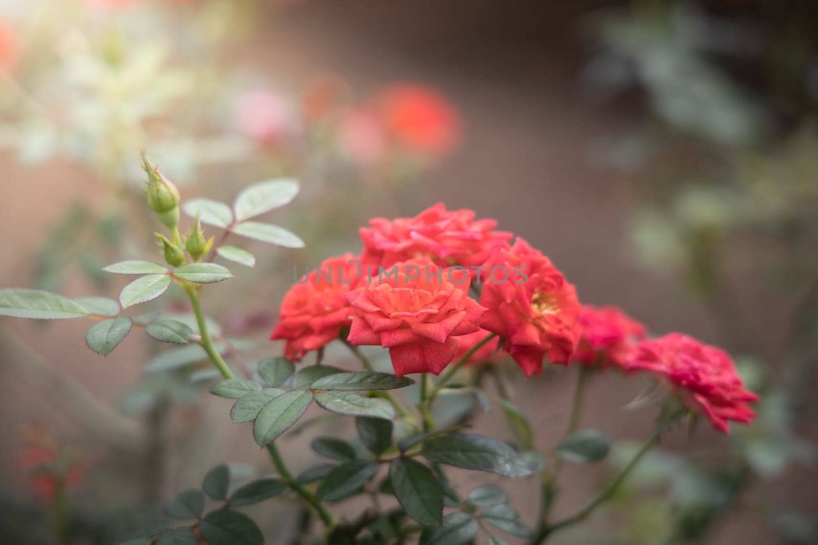 Roses in the garden, Roses are beautiful with a beautiful sunny day.