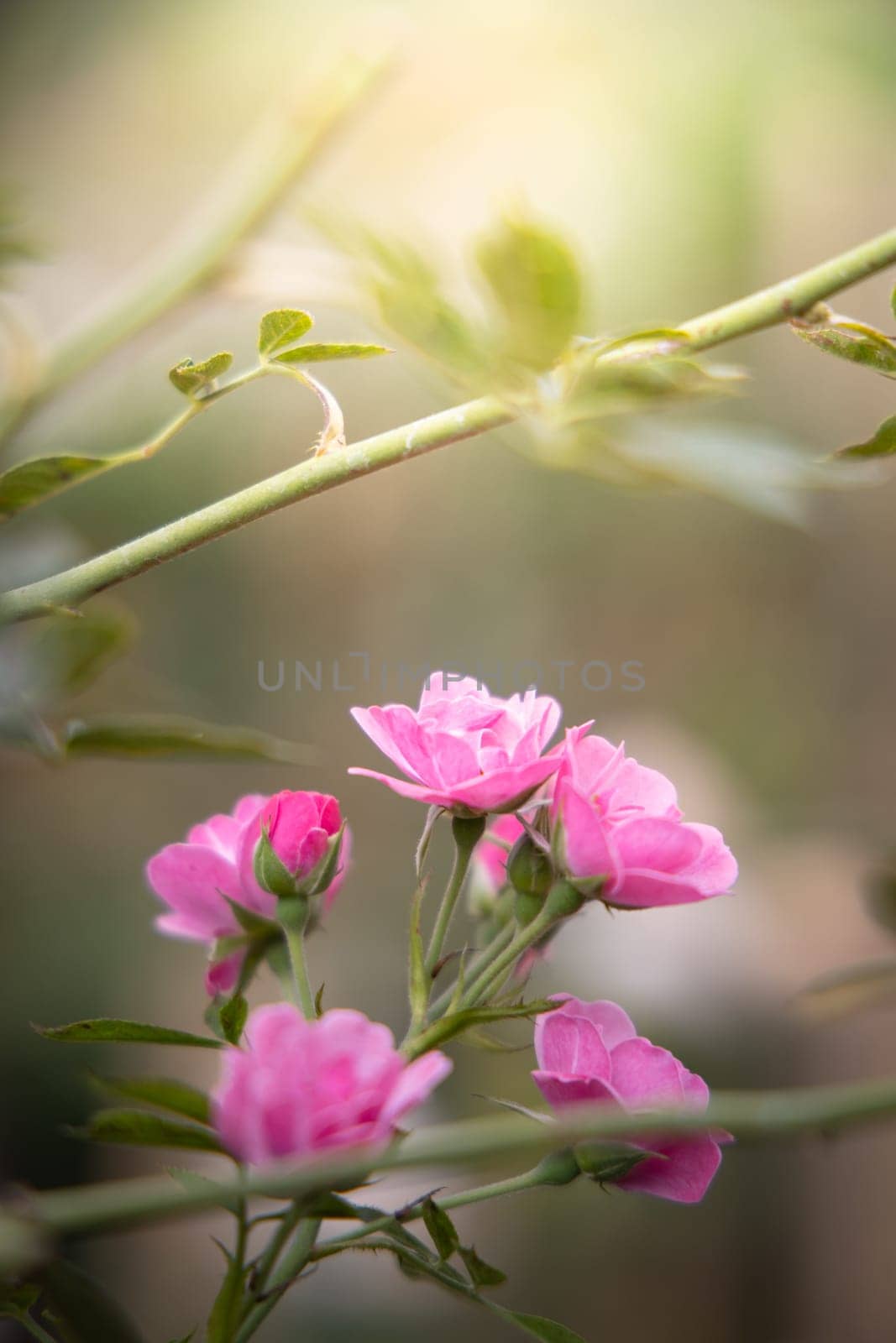 Roses in the garden, Roses are beautiful with a beautiful sunny day.