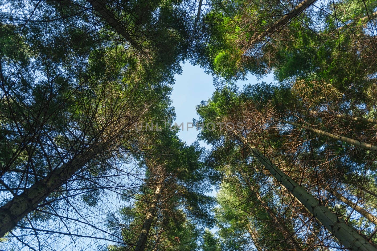 Vertical wide-angle view looking up into the treetops in a German coniferous forest in spring in front of blue sky.