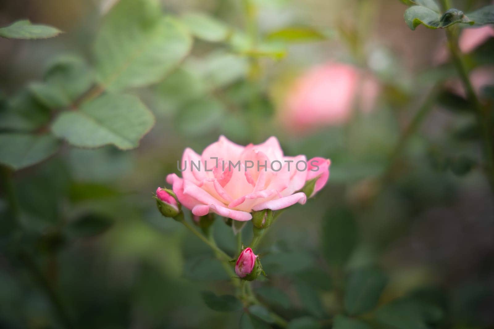 Roses in the garden, Roses are beautiful with a beautiful sunny day.