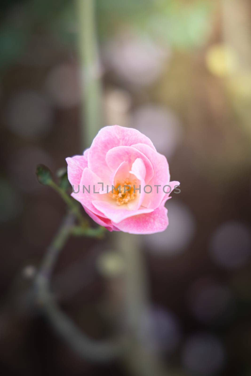 Roses in the garden, Roses are beautiful with a beautiful sunny day.