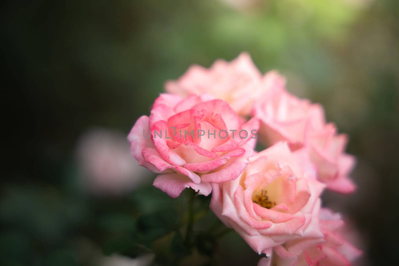 Roses in the garden, Roses are beautiful with a beautiful sunny day.