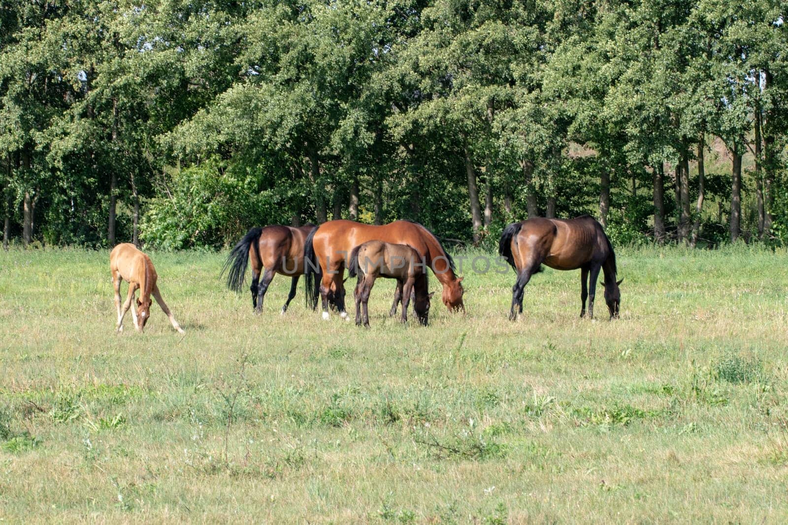 Horses on pasture. Three brown mares with two foals grazing on a green summer meadow.