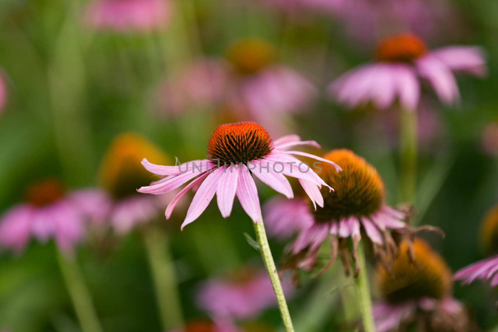 Head from a beautiful Echinacea Flower in Detail