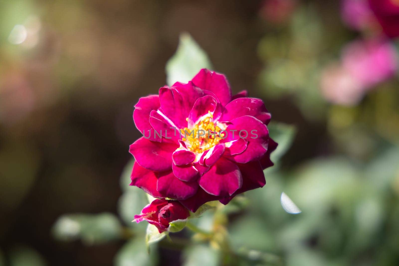 Roses in the garden, Roses are beautiful with a beautiful sunny day.