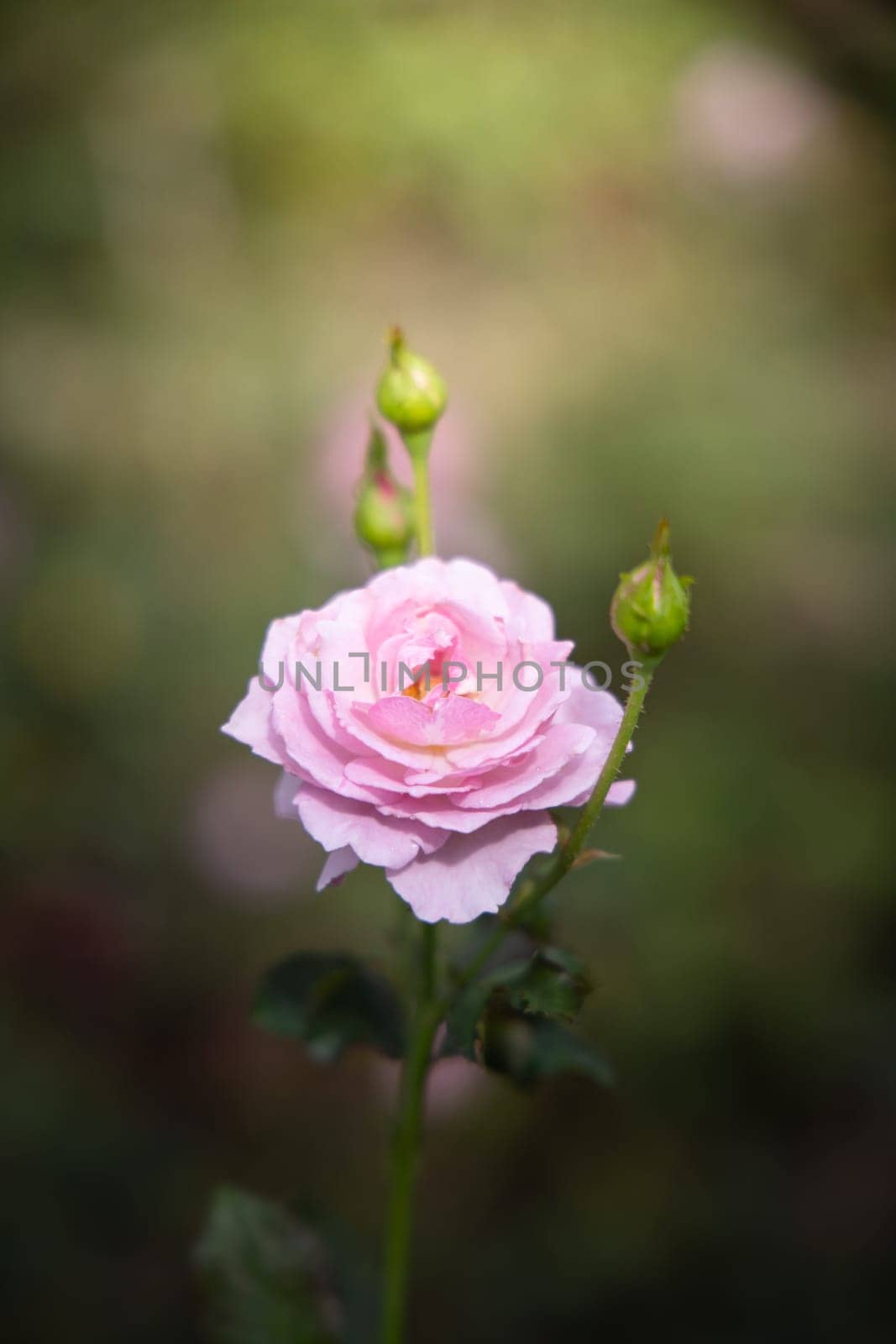 Roses in the garden, Roses are beautiful with a beautiful sunny day.