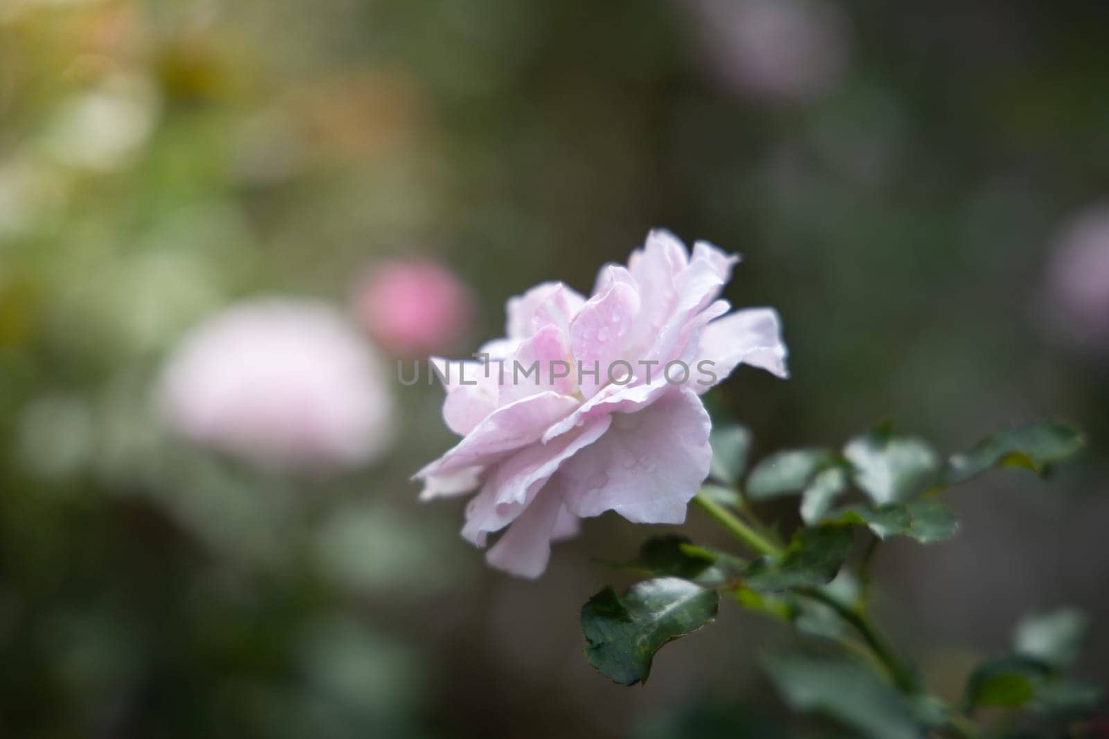 Roses in the garden, Roses are beautiful with a beautiful sunny day.